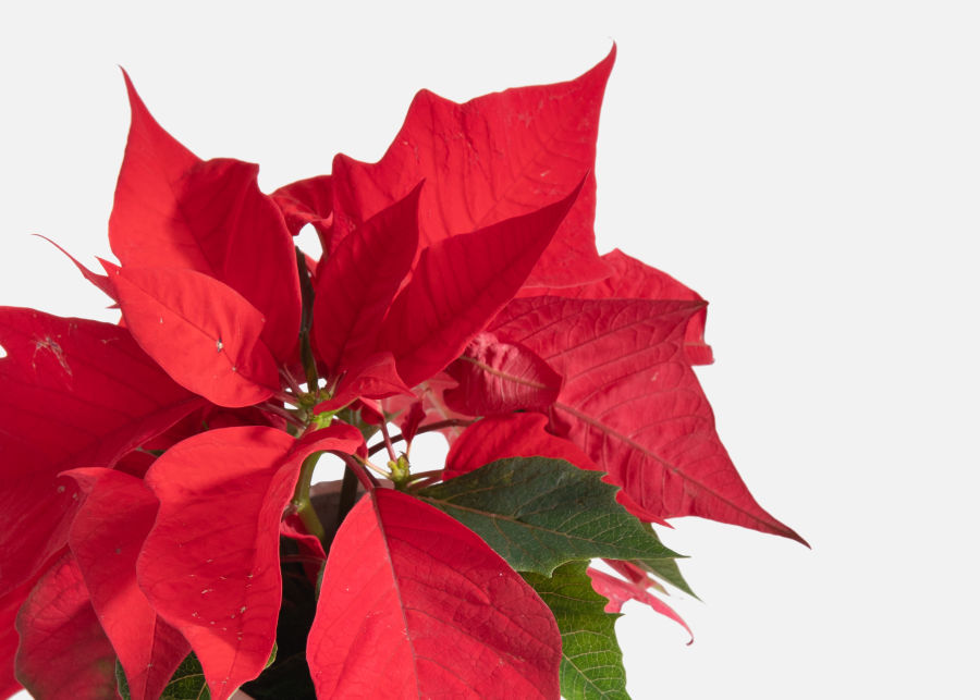 Full View of The Poinsettia image number 1
